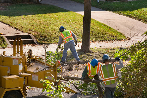 Lazy Mountain, AK Tree Services Company